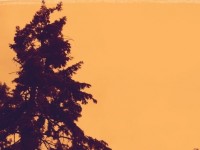 treesunset